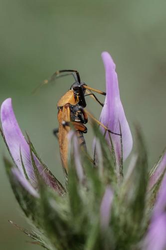 Calocoris nemoralis