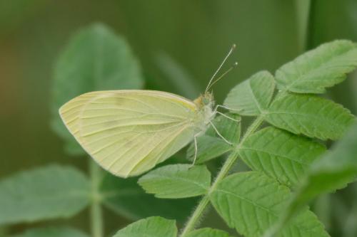 Pieris sp.