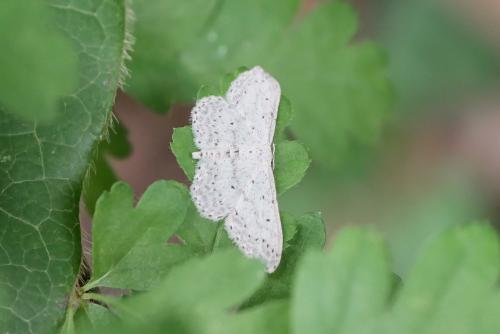 Réf. 322 945 : Idaea seriata