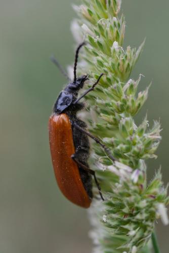 Réf. 322 940 : Alleculinae inconnu