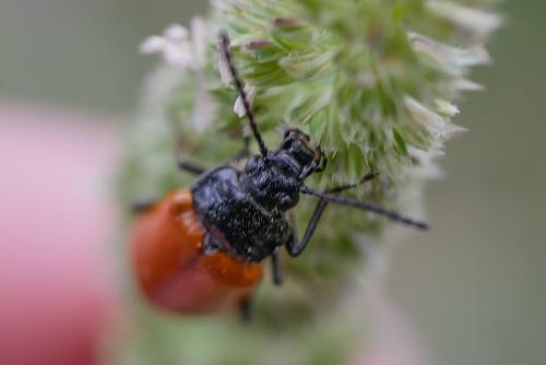 Réf. 322 943 : Alleculinae inconnu