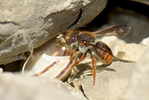 Réf. 322 069 : Rhodanthidium sticticum