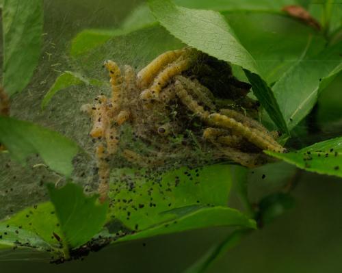 Yponomeuta sp.