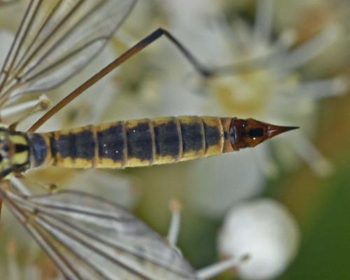 Nephrotoma appendiculata