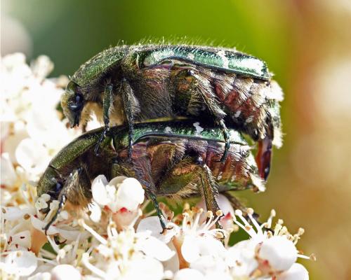 Réf. 322 725 : Cetonia aurata