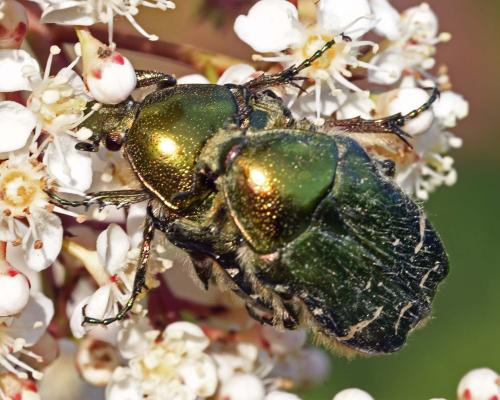 Réf. 322 724 : Cetonia aurata