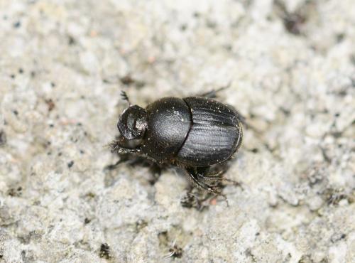 Onthophagus sp.