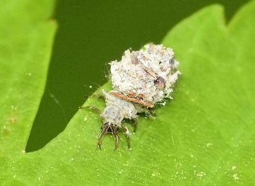 Apertochrysa sp.