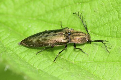 Ctenicera sp.