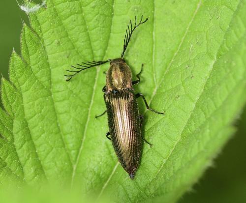 Ctenicera sp.
