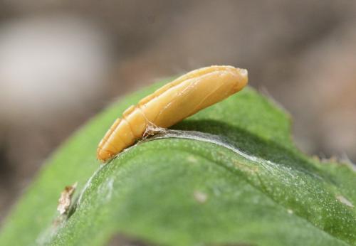 Elachista sp.