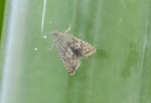 Réf. 322 888 : Dichrorampha sp.