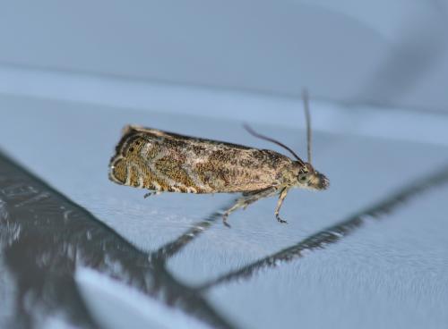 Réf. 322 887 : Dichrorampha sp.