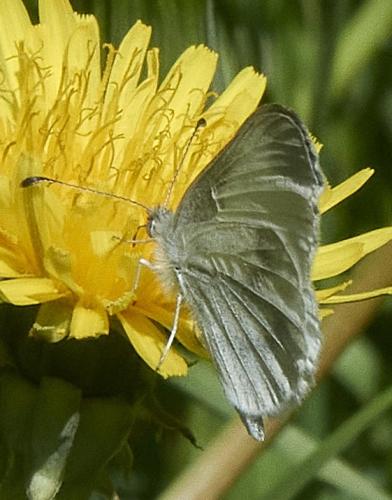 Leptidea sinapis