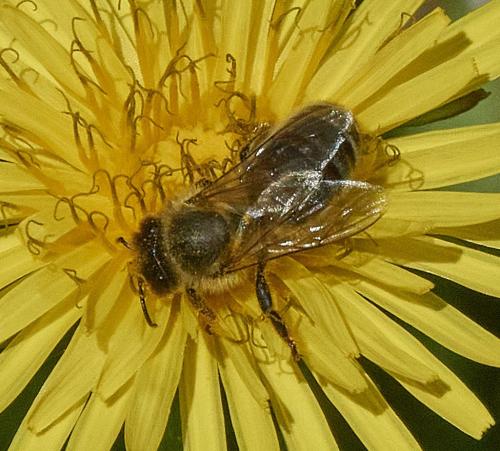 Apis mellifera