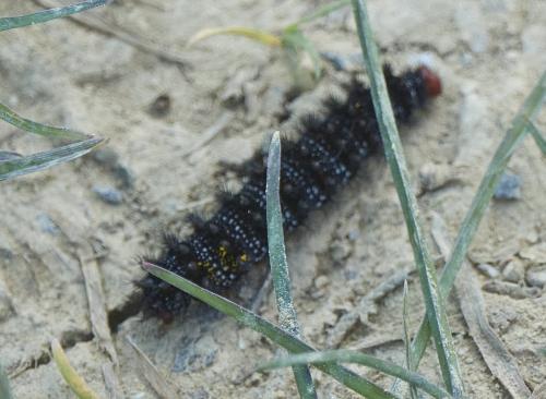 Réf. 322 289 : Melitaea cinxia