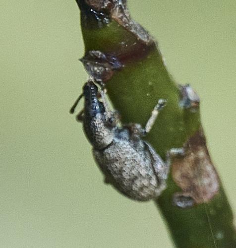 Otiorhynchus sp.