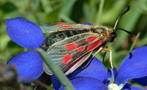 Zygaena exulans