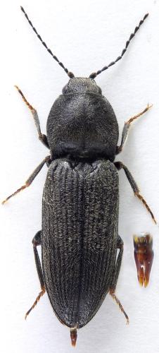 Réf. 322 972 : Cardiophorus sp.