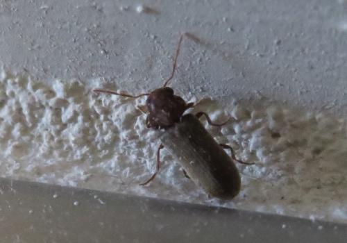 Oligomerus sp.