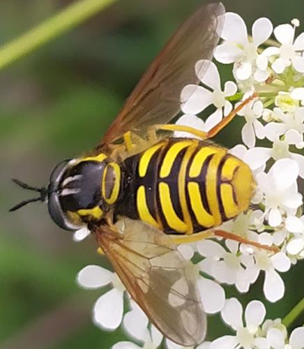 Réf. 322 889 : Chrysotoxum cautum