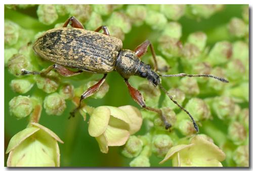 Réf. 322 280 : Phyllobius glaucus