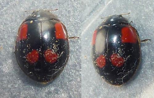 Réf. 322 471 : Adalia bipunctata