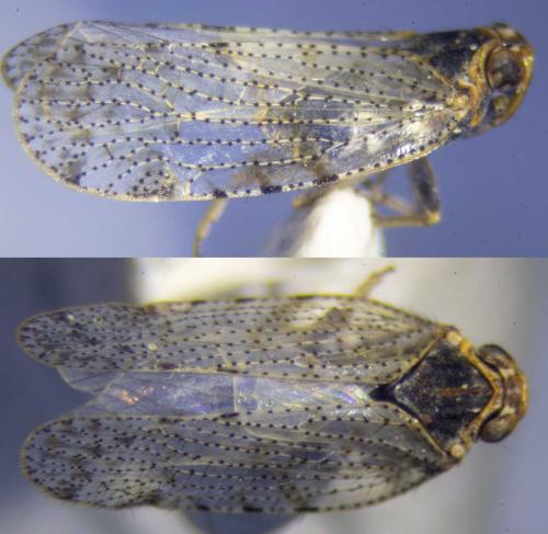 Tachycixius pilosus