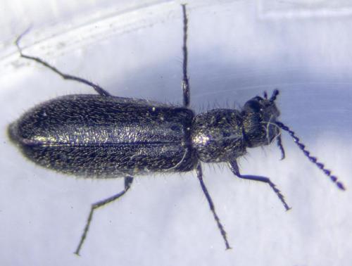 Dasytinae