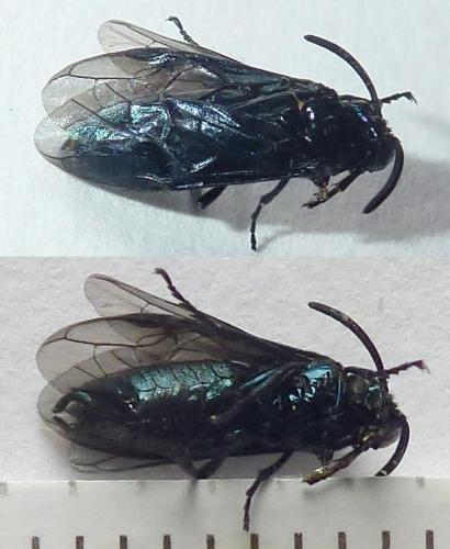 Arge berberidis