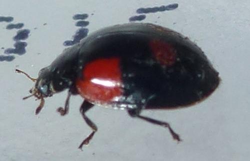 Réf. 322 472 : Adalia bipunctata