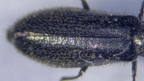 Dasytinae
