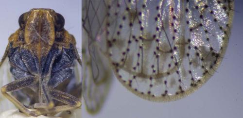 Tachycixius pilosus