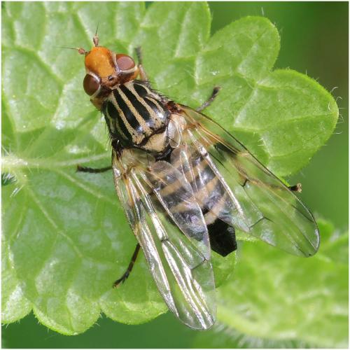 Otites porcus