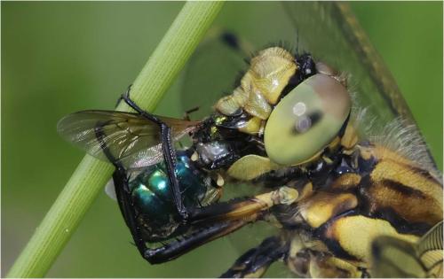 Chloromyia formosa