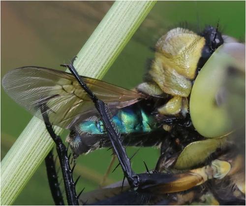 Chloromyia formosa