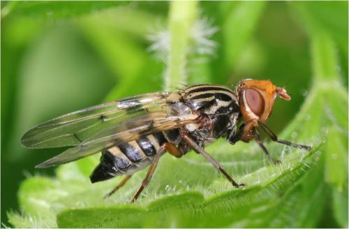 Otites porcus