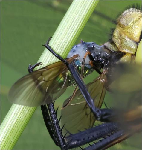 Chloromyia formosa