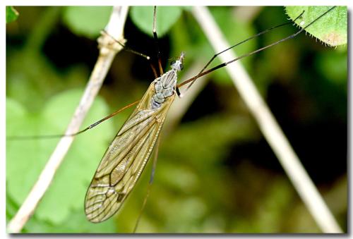 Tipula pabulina