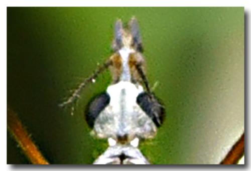 Tipula pabulina