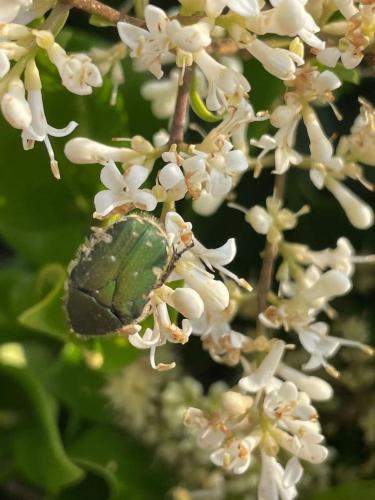 Gametis jucunda