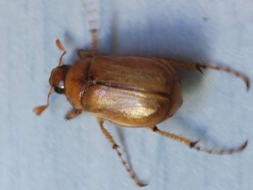 Rhizotrogus marginipes