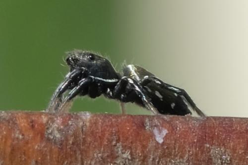 Heliophanus kochii