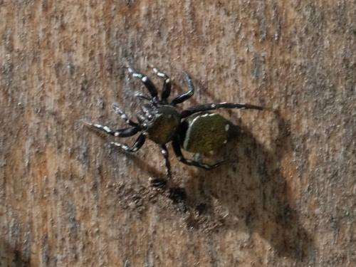 Heliophanus kochii