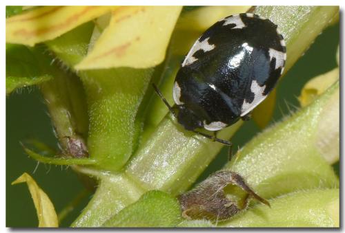 Tritomegas rotundipennis