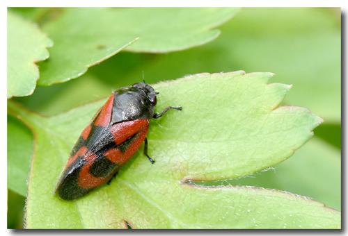 Haematoloma dorsata