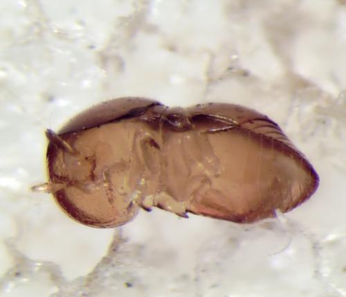Cephennium sp.