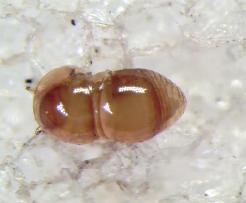 Cephennium sp.
