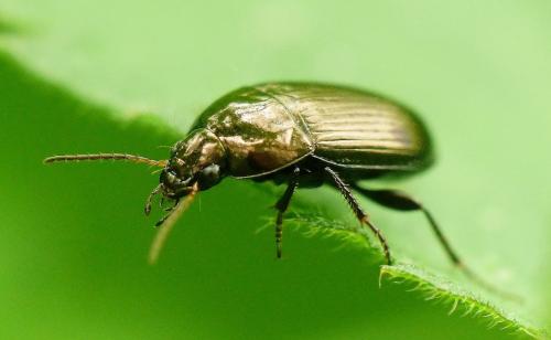 Réf. 322 619 : Amara ovata
