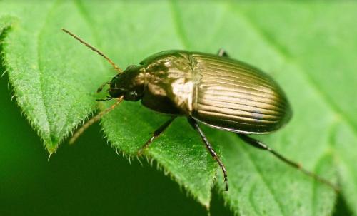 Réf. 322 620 : Amara ovata